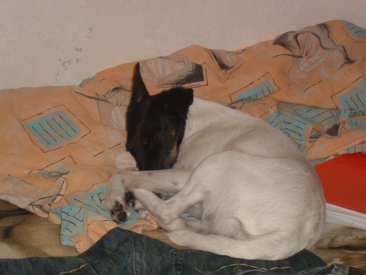 DSCF0001.JPG