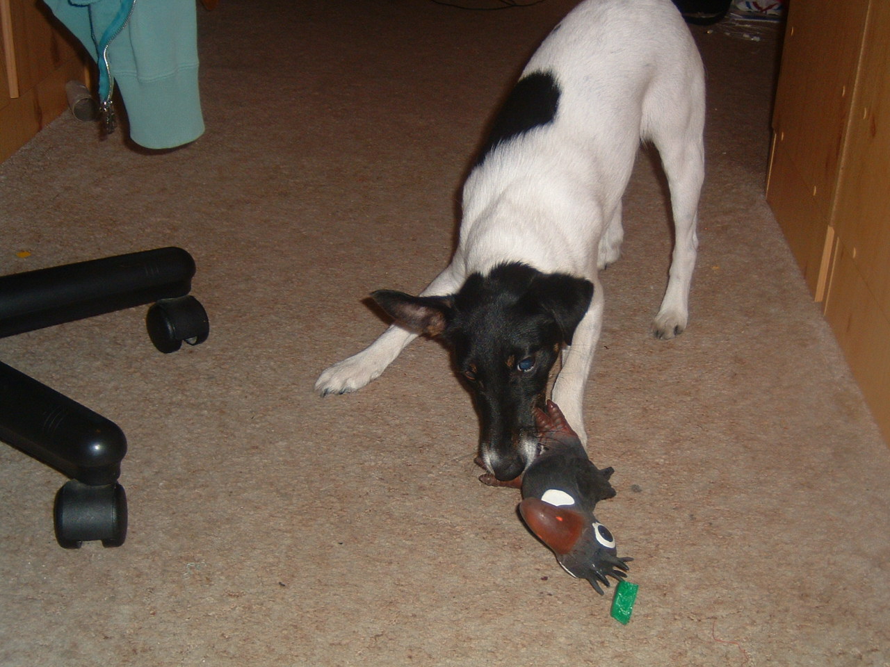 DSCF0018.JPG
